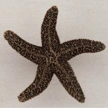 Acorn Manufacturing DPKGP - NATURAL STARFISH 2-1/4'' X 2-1/4''